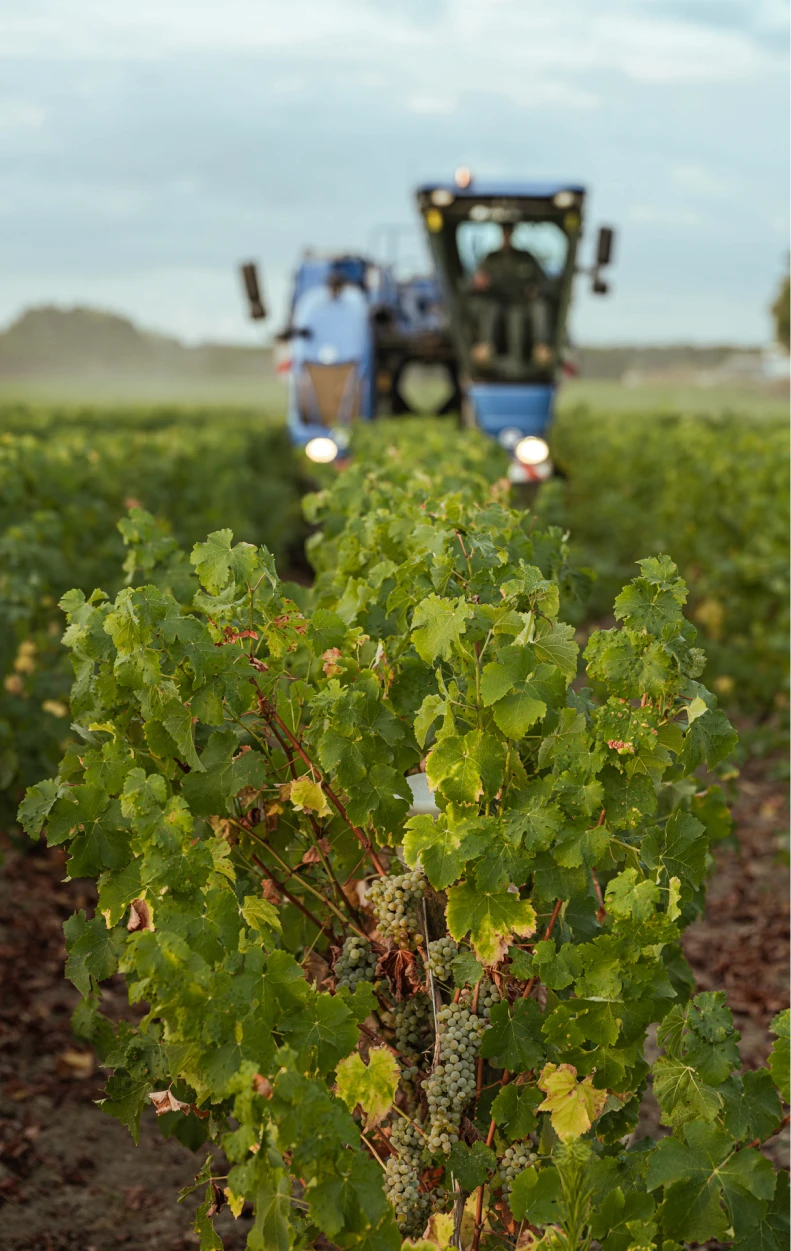 Machine à vendanger entre les rangs de vigne