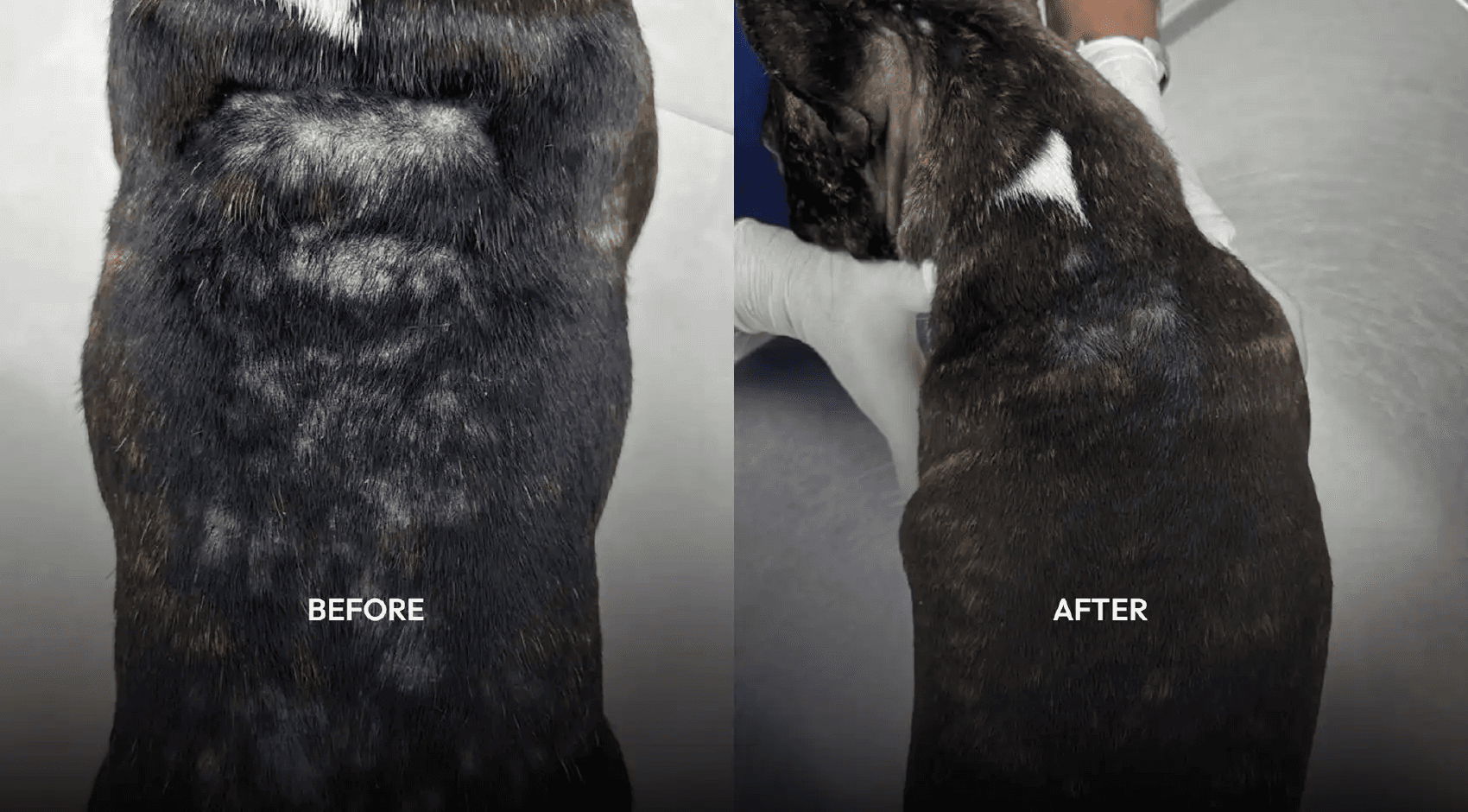Close-up of a dog's back with black and brown fur, showing a small patch of short, white fur, a symptom of Superficial Bacterial Folliculitis. The fur appears smooth against a light gray background. 2nd photo is Lucky lies on a stainless steel veterinary table, attended by a person wearing blue scrubs and white gloves, showing that his hair has grown back.