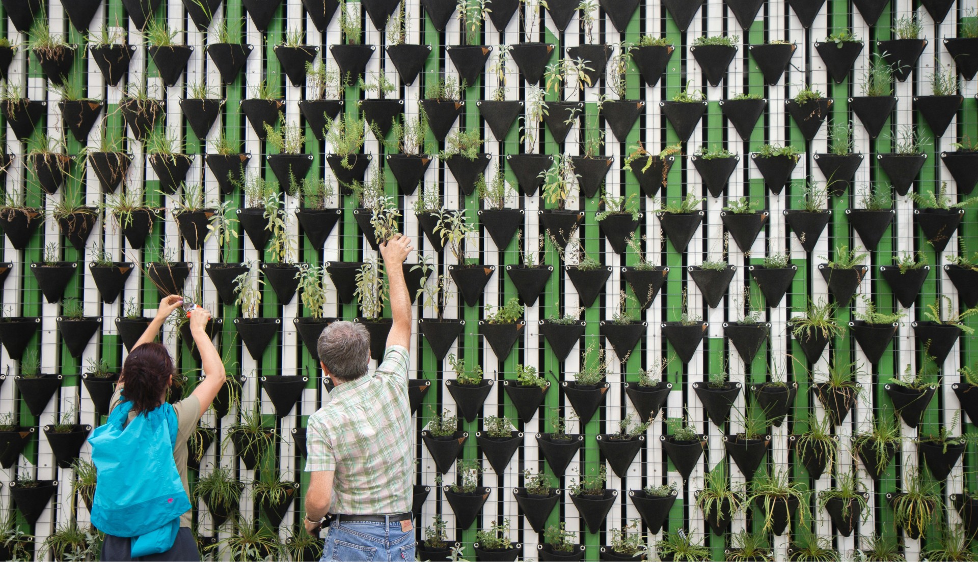 A Photo of a living wall represting high impact deep tech