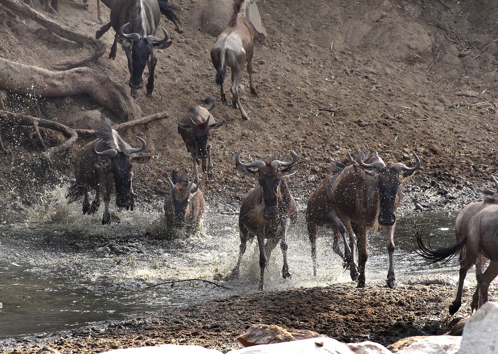 Serengeti Wildebeest Migration
