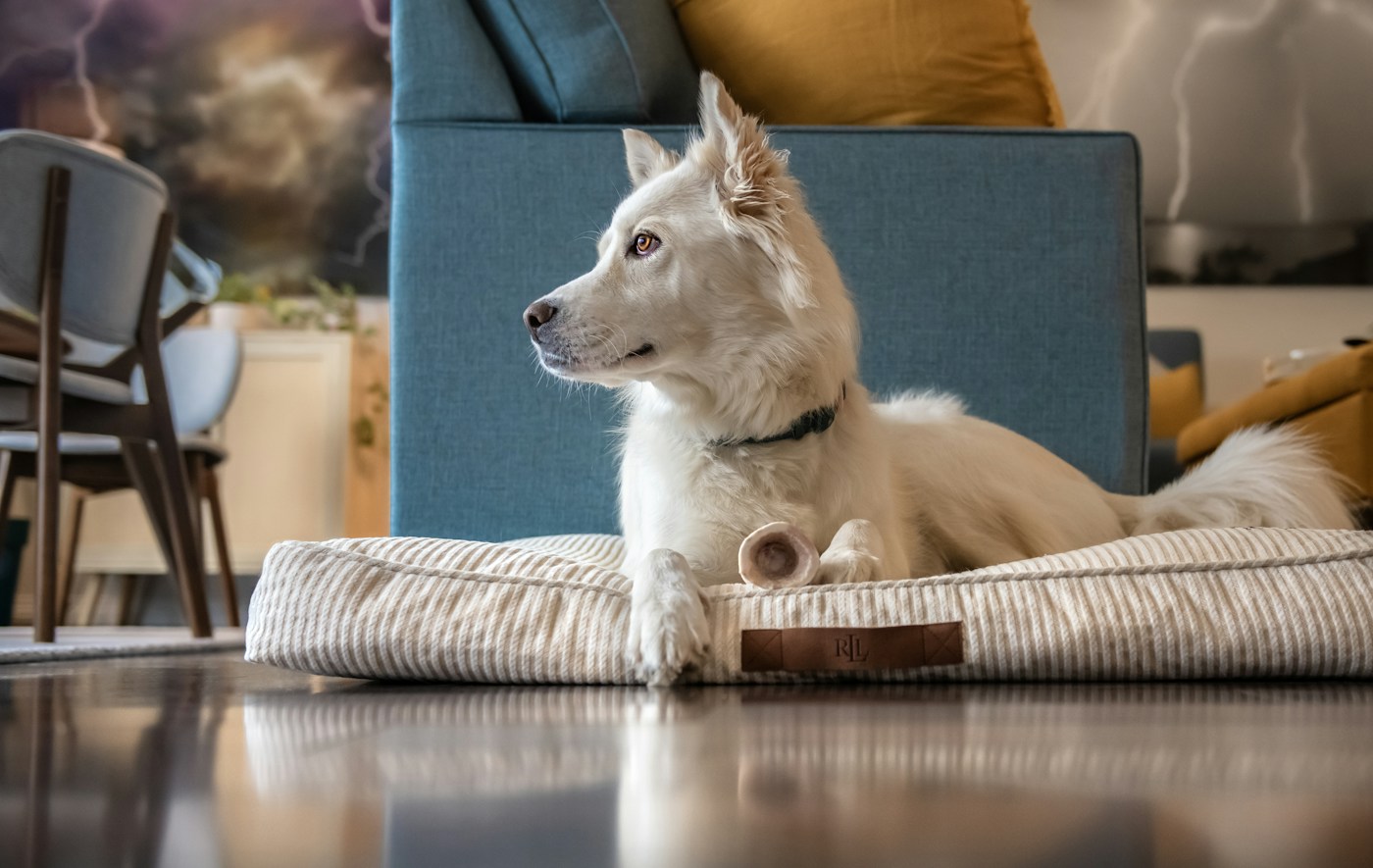 Chien blanc couché sur son coussin devant un fauteuil bleu