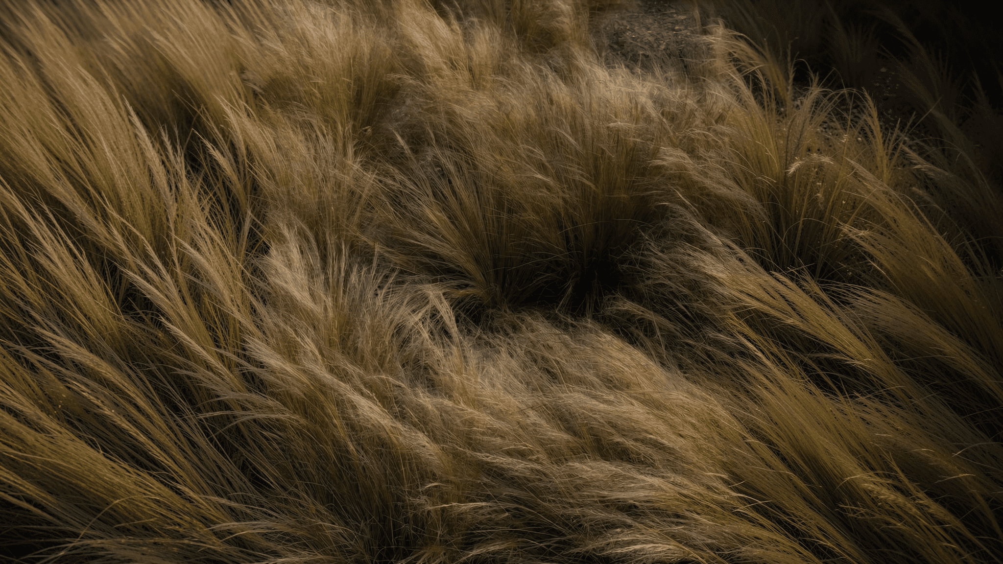 Grass. AI-generated.