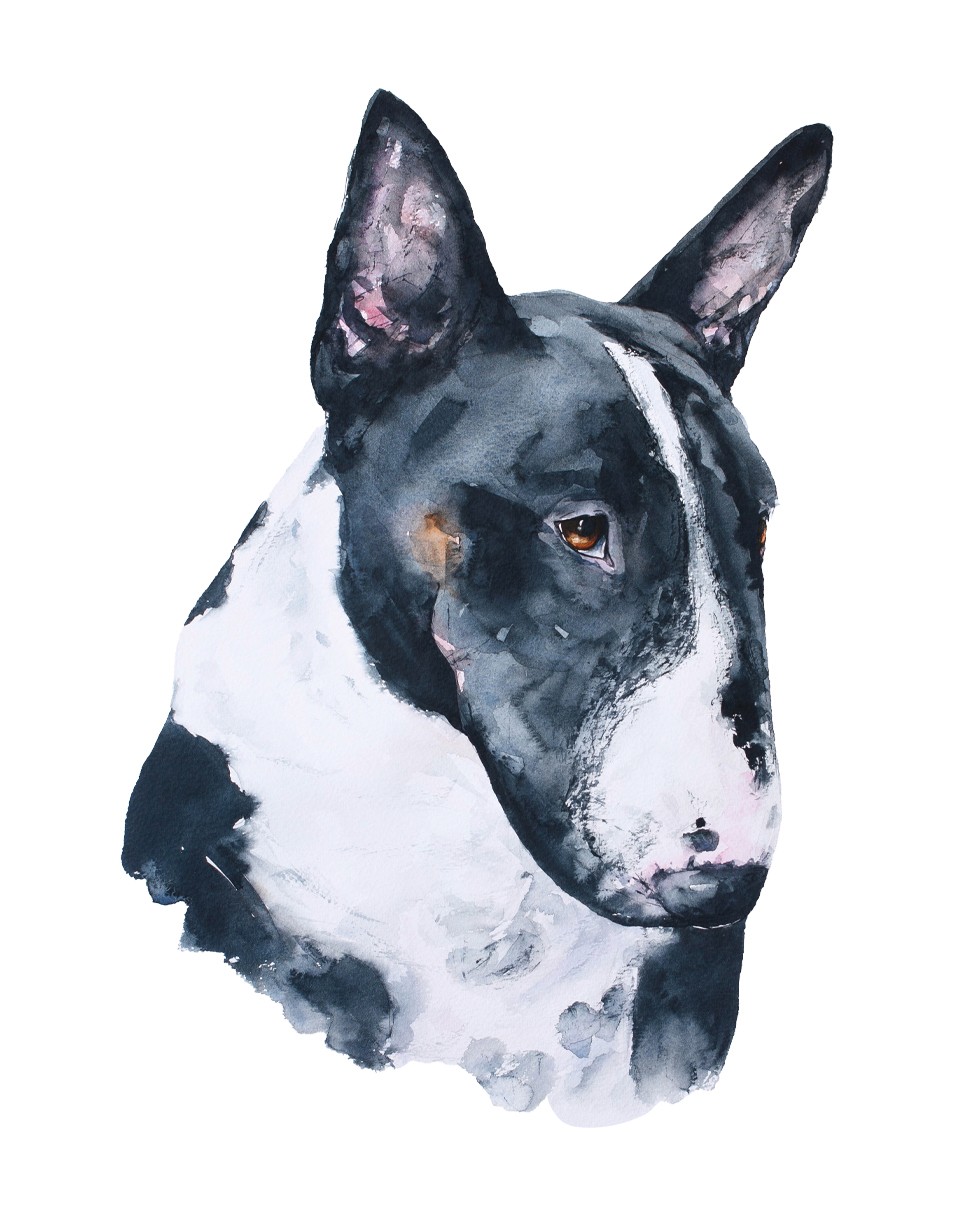 Watercolour painting of Bull Terrier