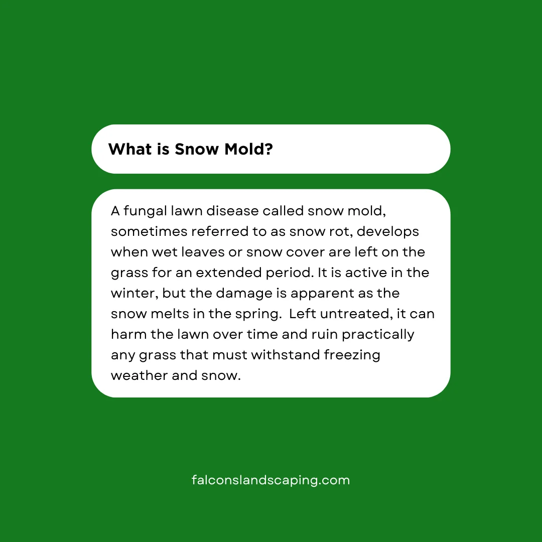 A definition post explaining what is snow mold