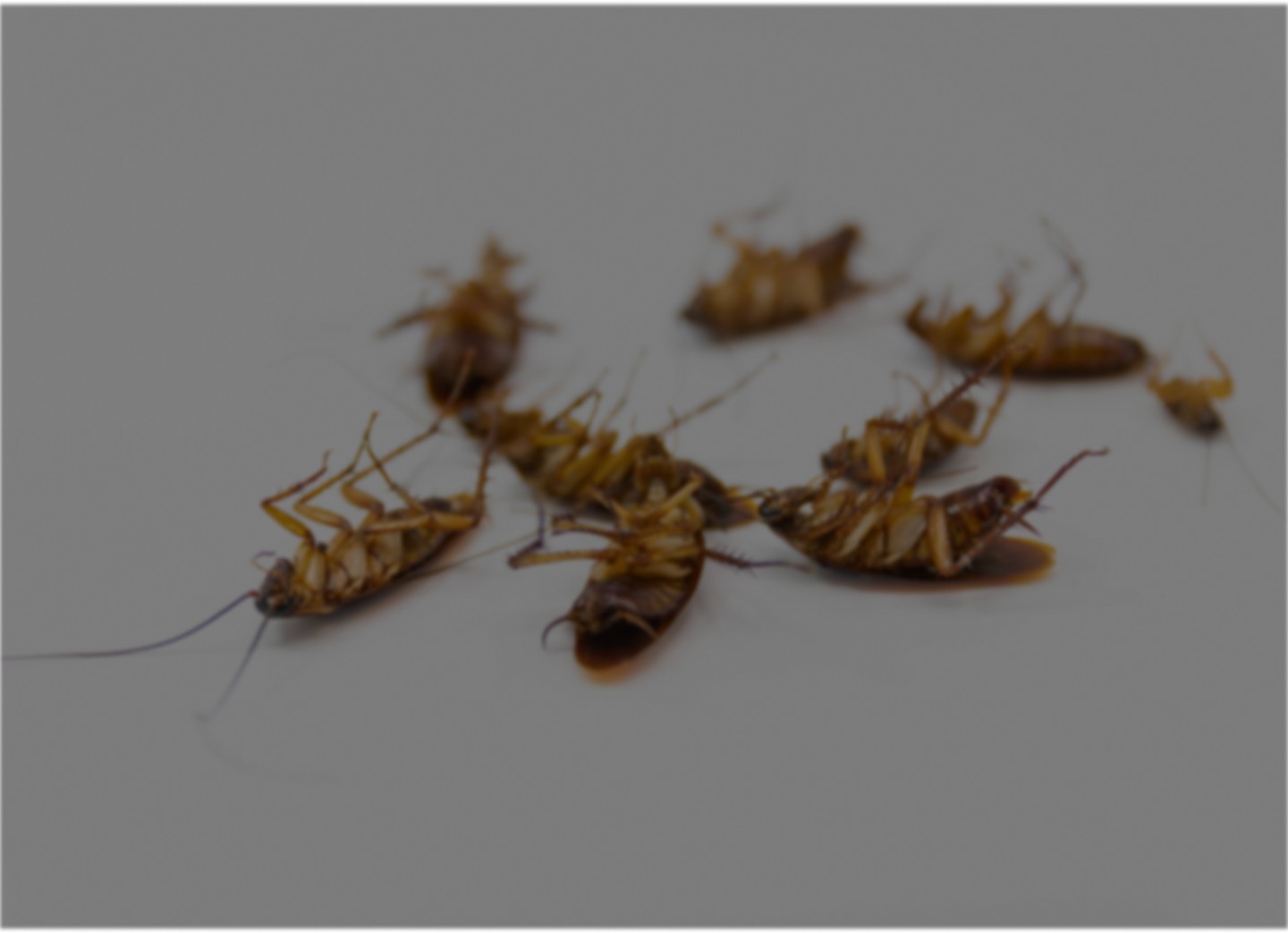 Background image of dead cockroaches lying on their backs, symbolizing effective pest control results.