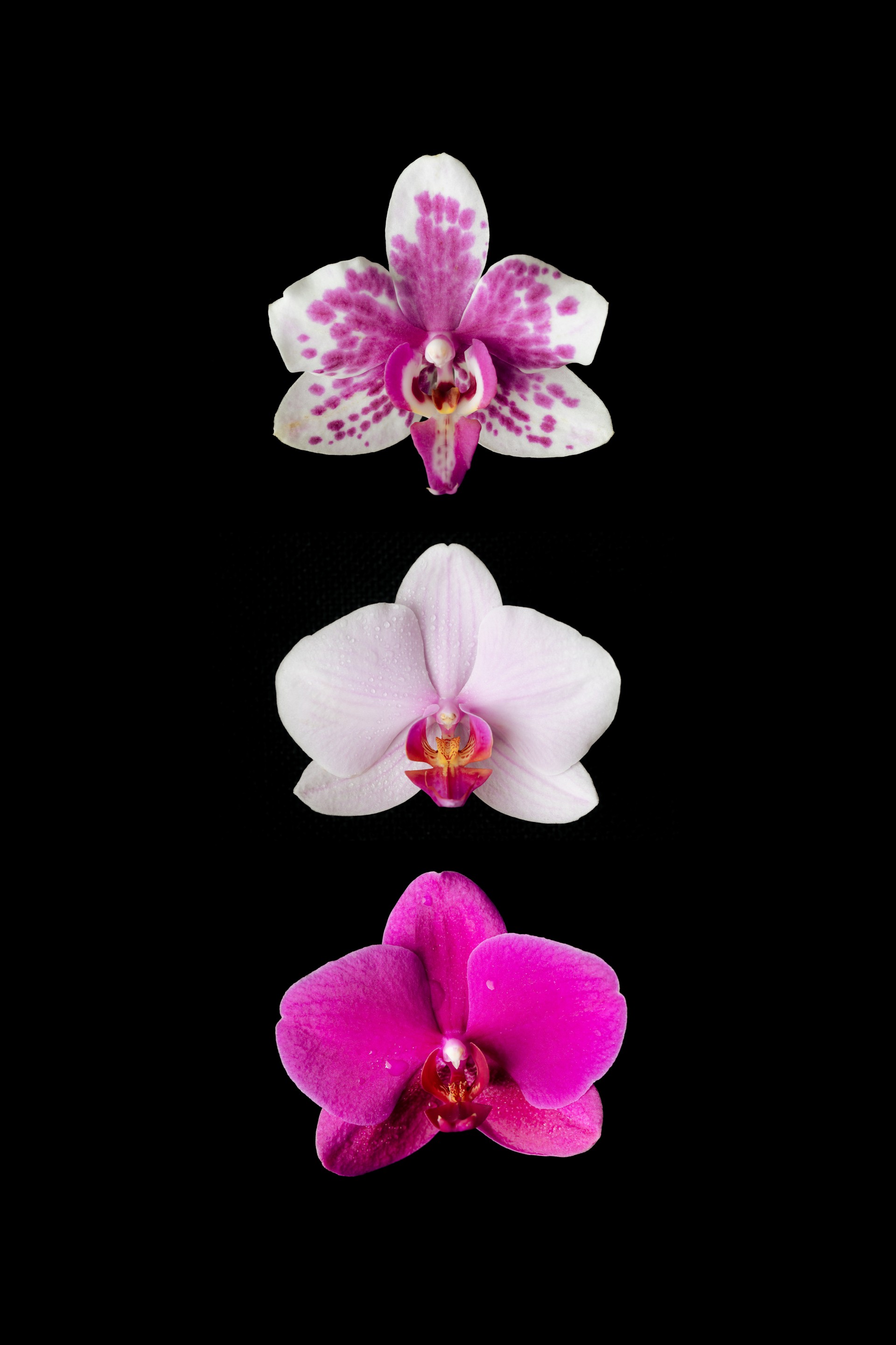 Orchid Flowers