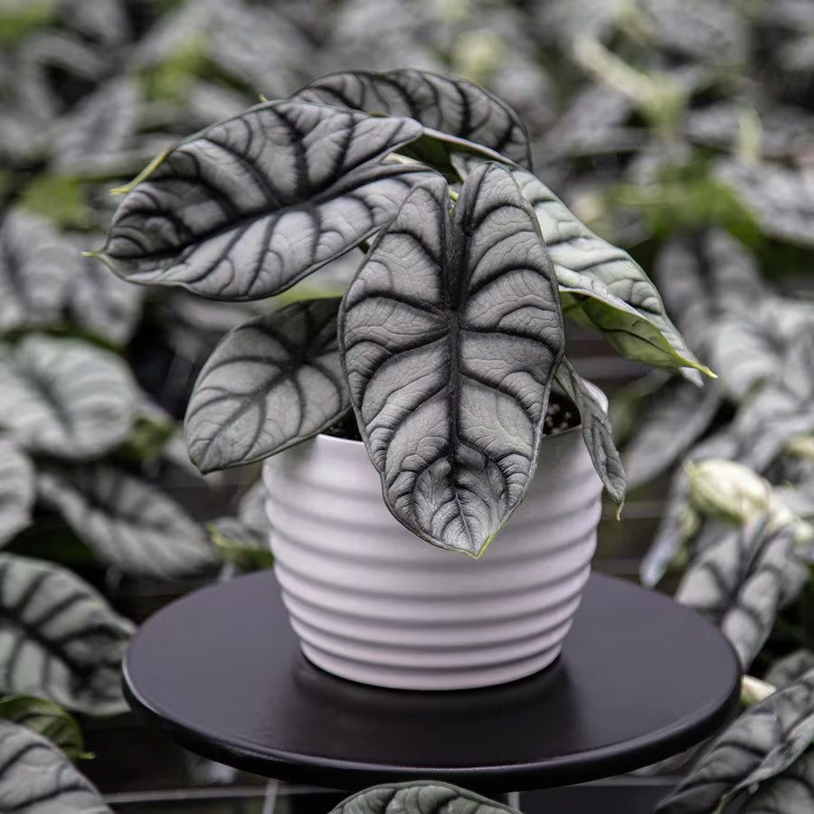 {{Common Name}} houseplant