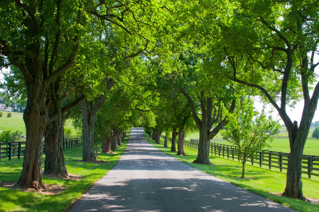 Tree-lined private country road symbolising long-term stewardship, suitability, and disciplined ownership within a Family Investment Company structure.