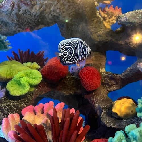 אקווריום ריפלי של הרי הסמוקי