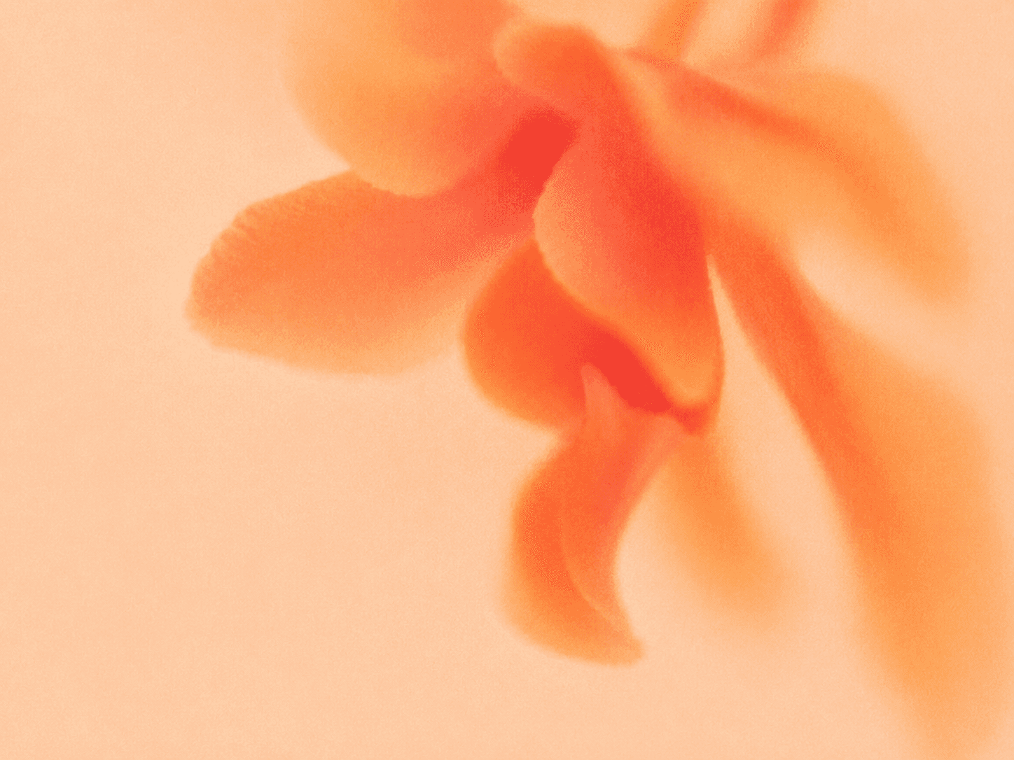 Blurred close-up of orange flower petals on a soft peach background