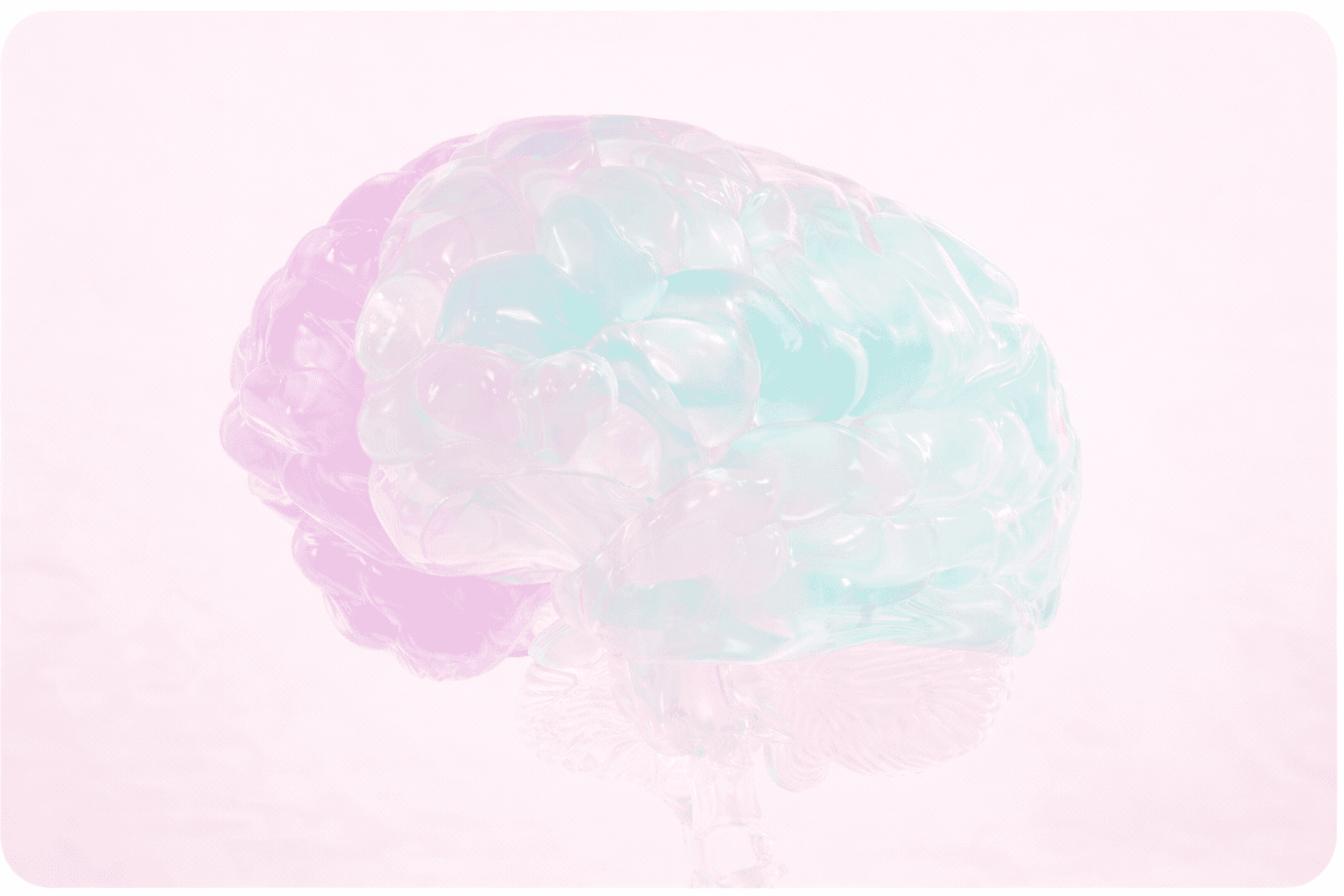 a close up of a plastic model of a human brain