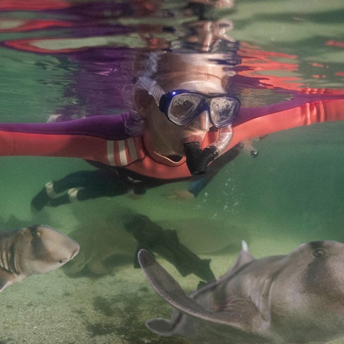 一位穿着红色潜水服、戴着浮潜面罩的人在水下游泳，靠近两只海洋生物。