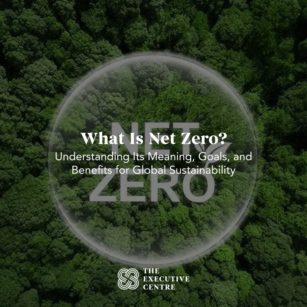 A blog explaining everything you need to know about Net Zero, its meaning, and its impact on global sustainability.
