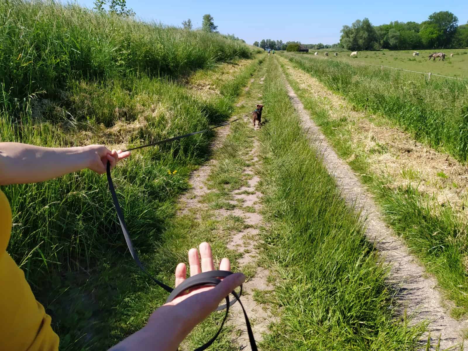 De 3 redenen waarom een hond trekt aan de lijn (en wat jij daaraan kunt doen)
