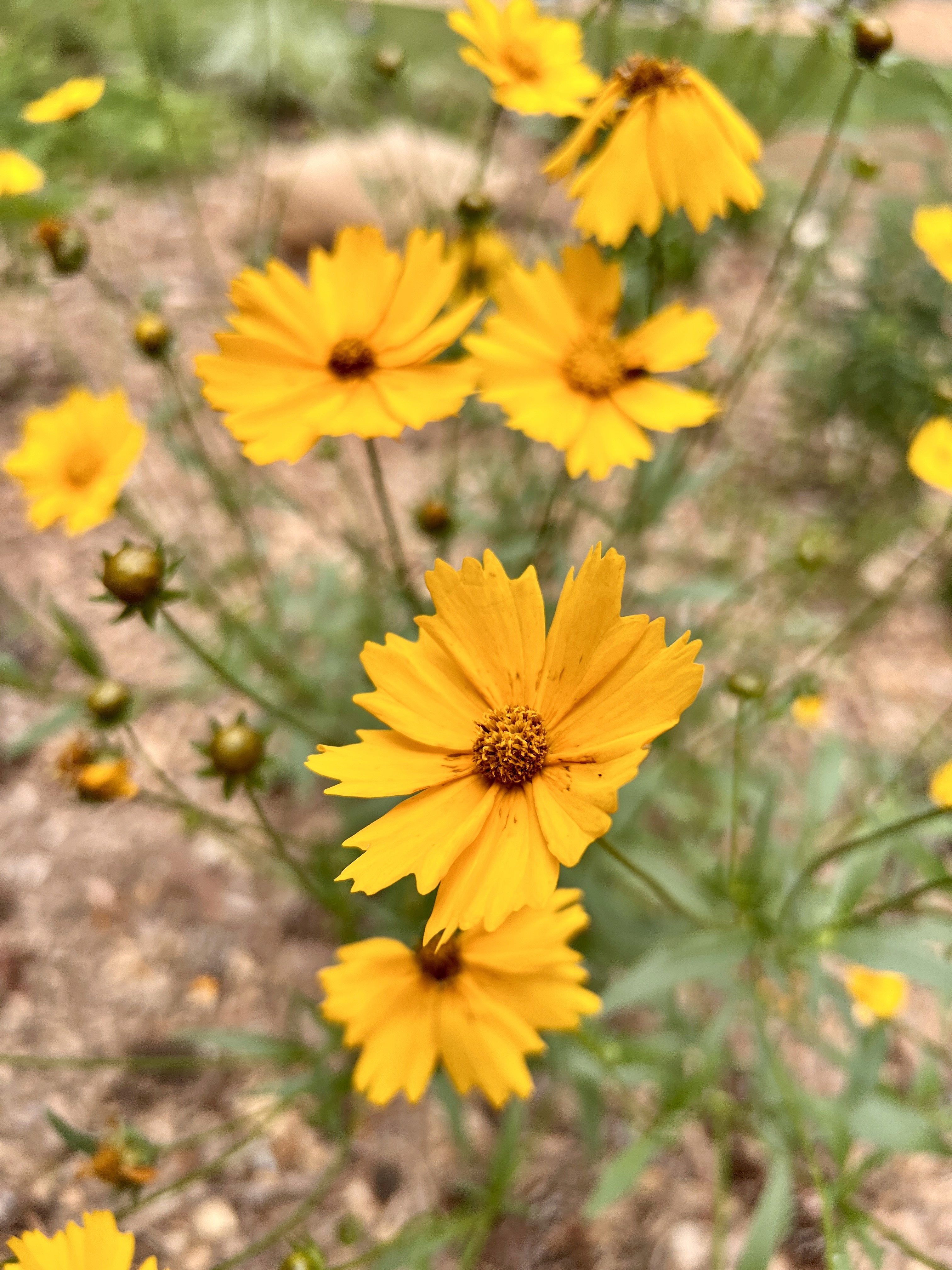 Lancelead coreopsis flowers in native garden