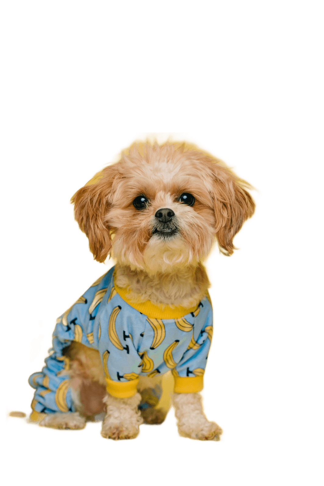 white and brown long coated small dog wearing blue and white polka dot shirt (Background Removed)