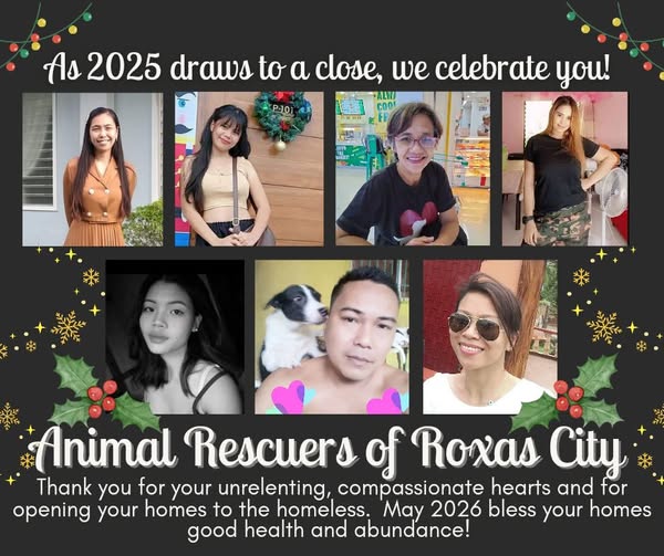 white and brown long coated small dog on green textile