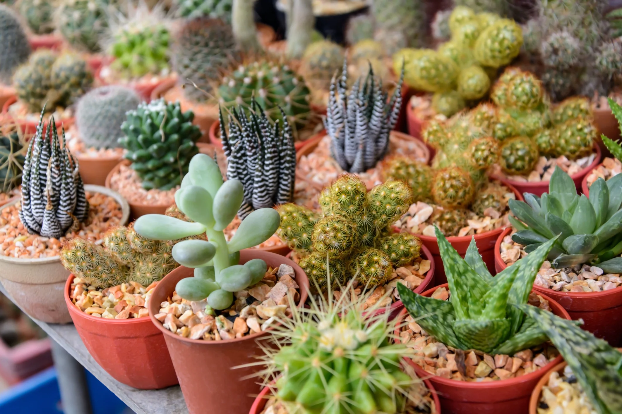 plantas