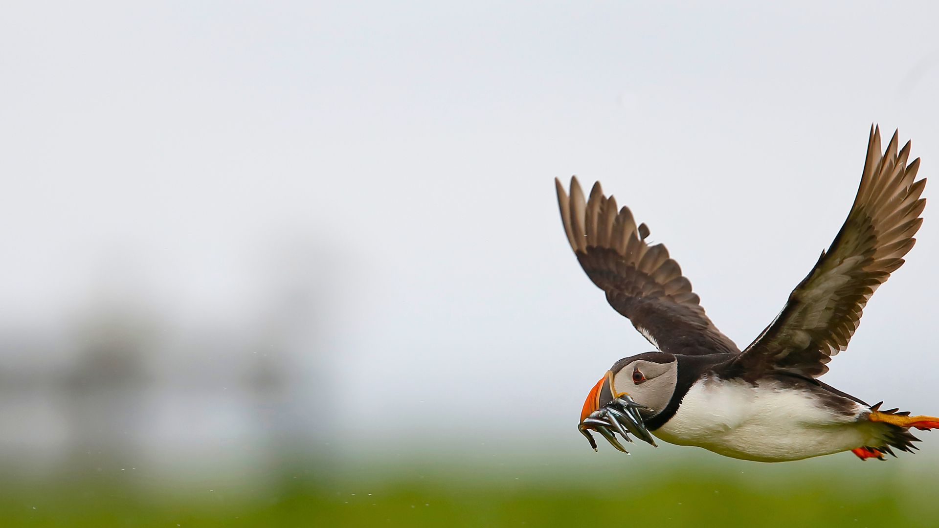 The Westman Islands are one of Iceland’s most important puffin areas.