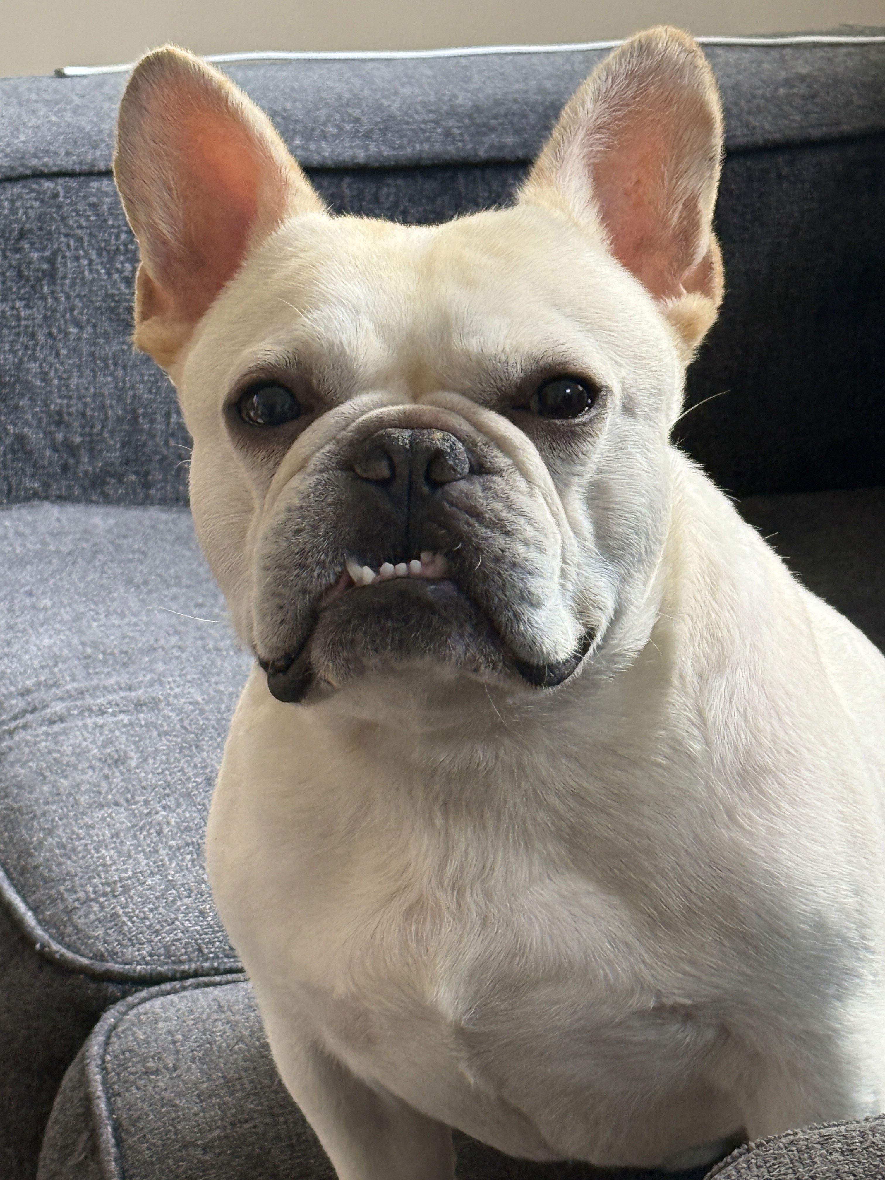 Black and white photo of a French Bulldog puppy named Ziggy Beans