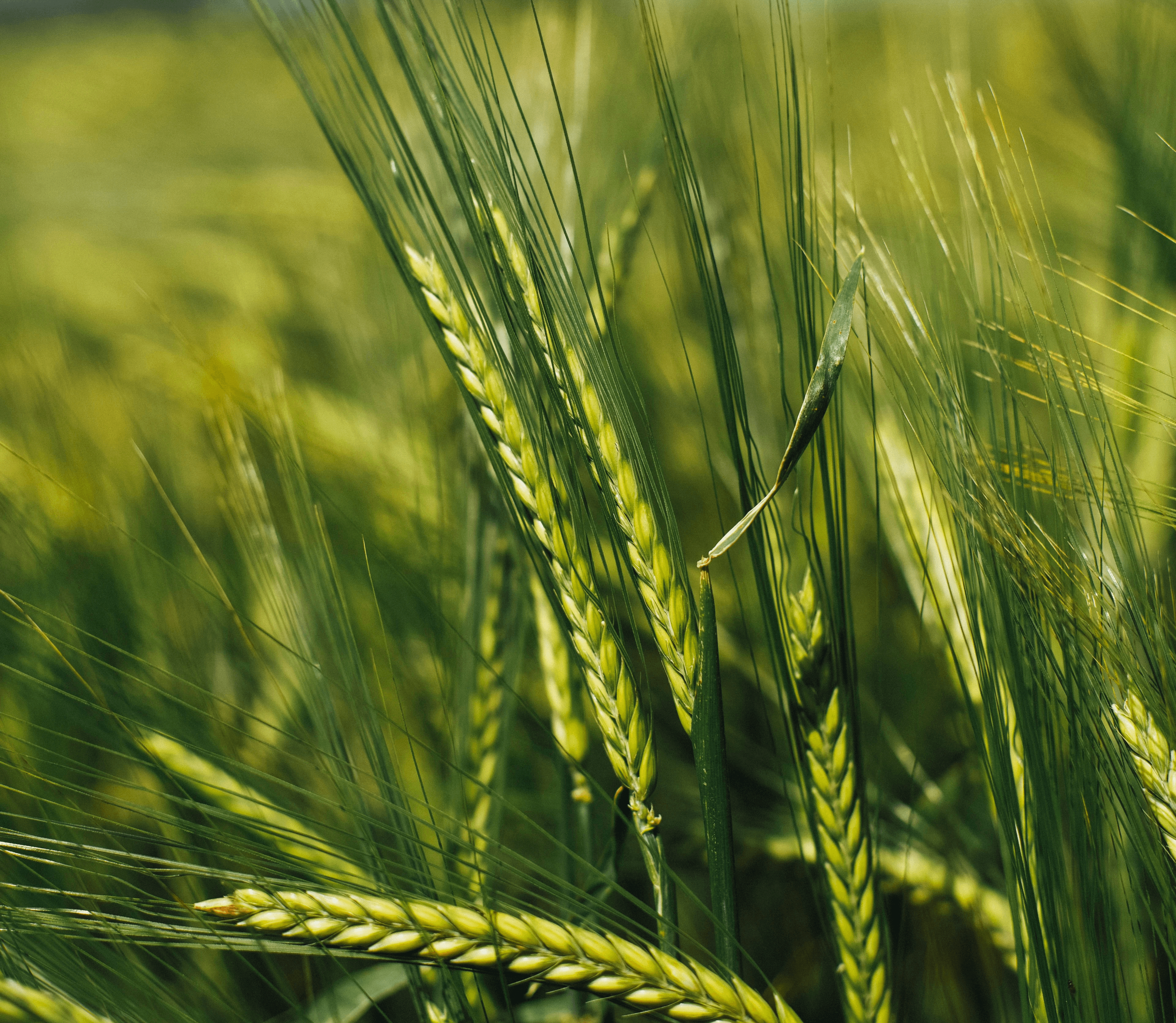 green rice field