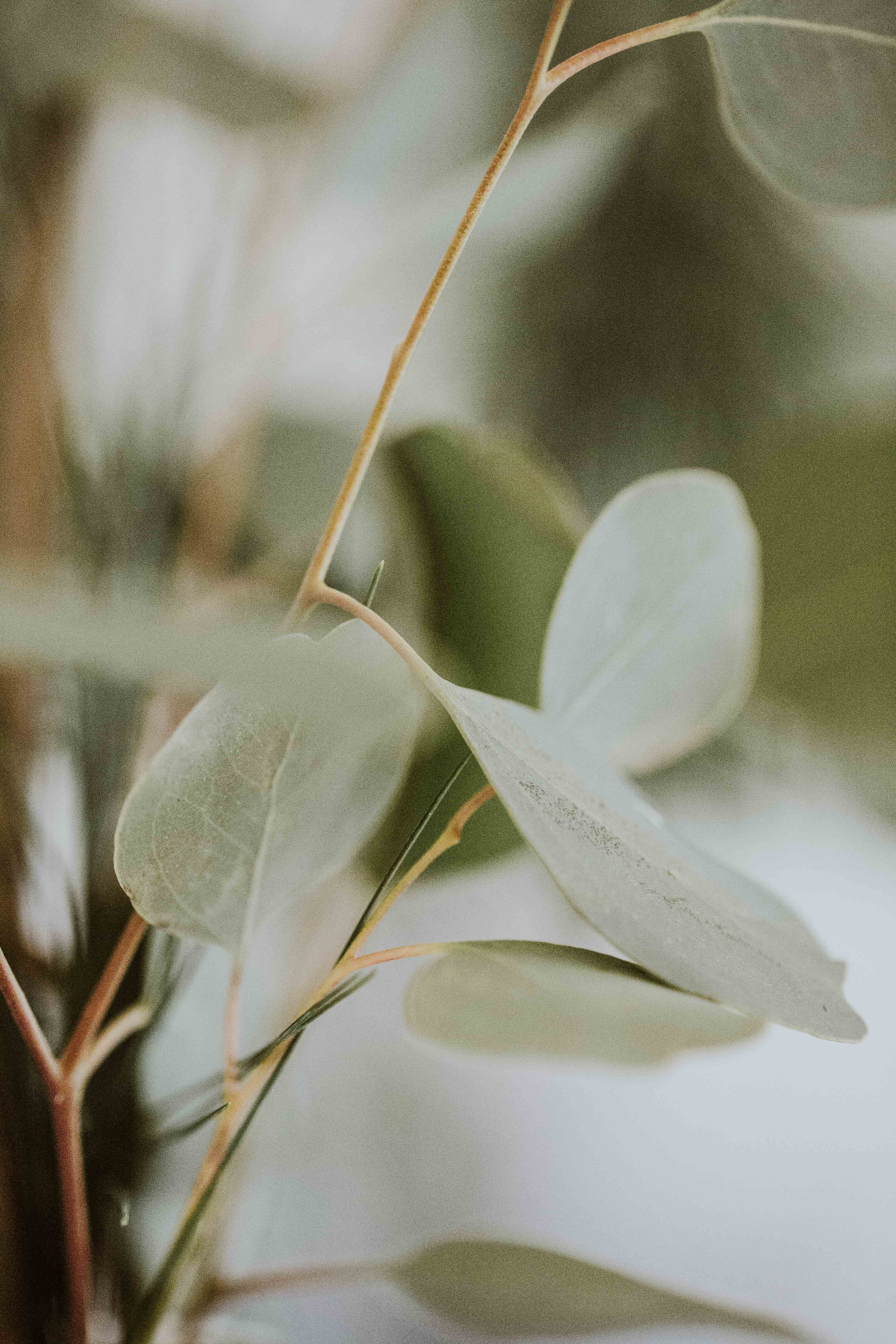 Close up of some leaves.