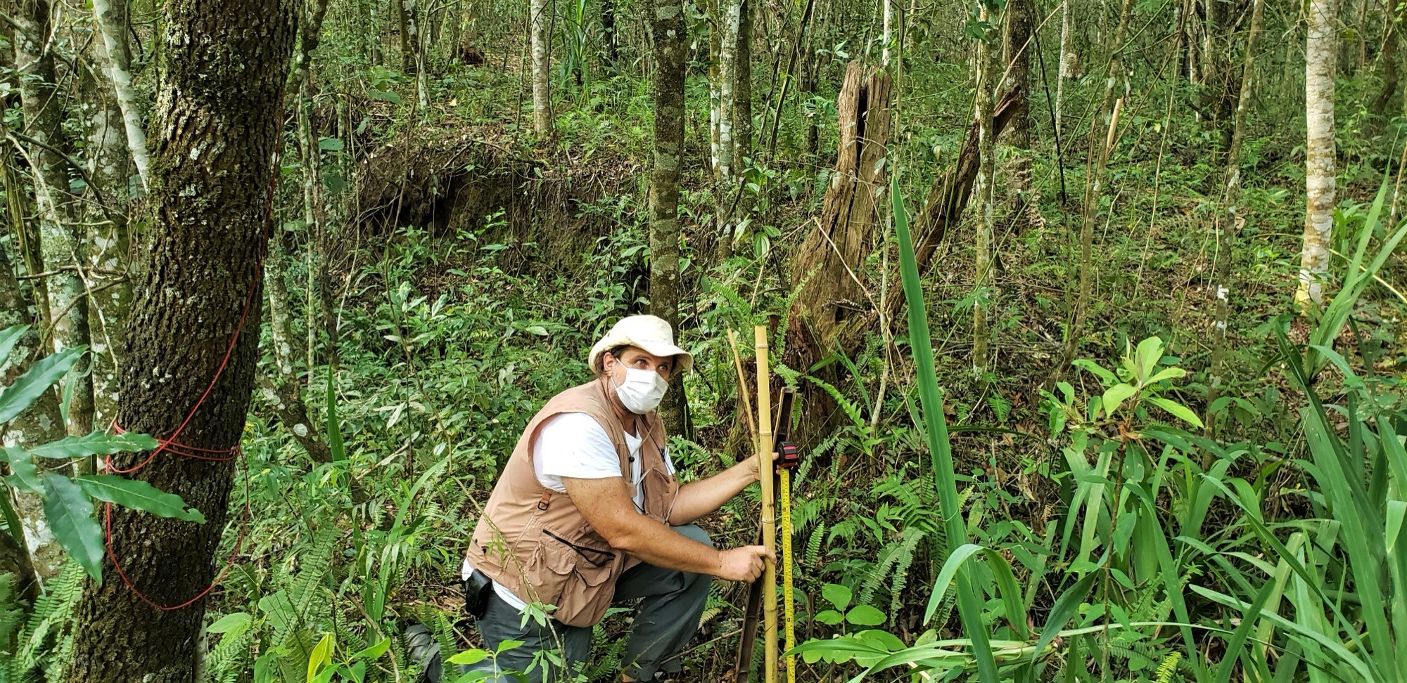 Homem de colete e máscara agachado mede uma muda junto a estaca de bambu na mata