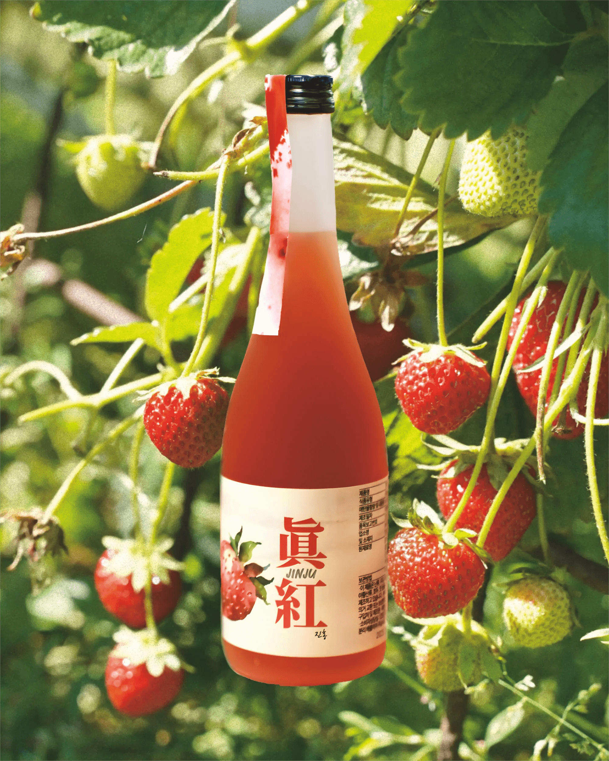 A bottle of strawberry wine with a white label and red liquid, shown floating against a background of strawberry plants with ripe red strawberries and green leaves. Jinju Strawberry (Ddalgi) Wine - Good Tomorrow Brewery - cult.