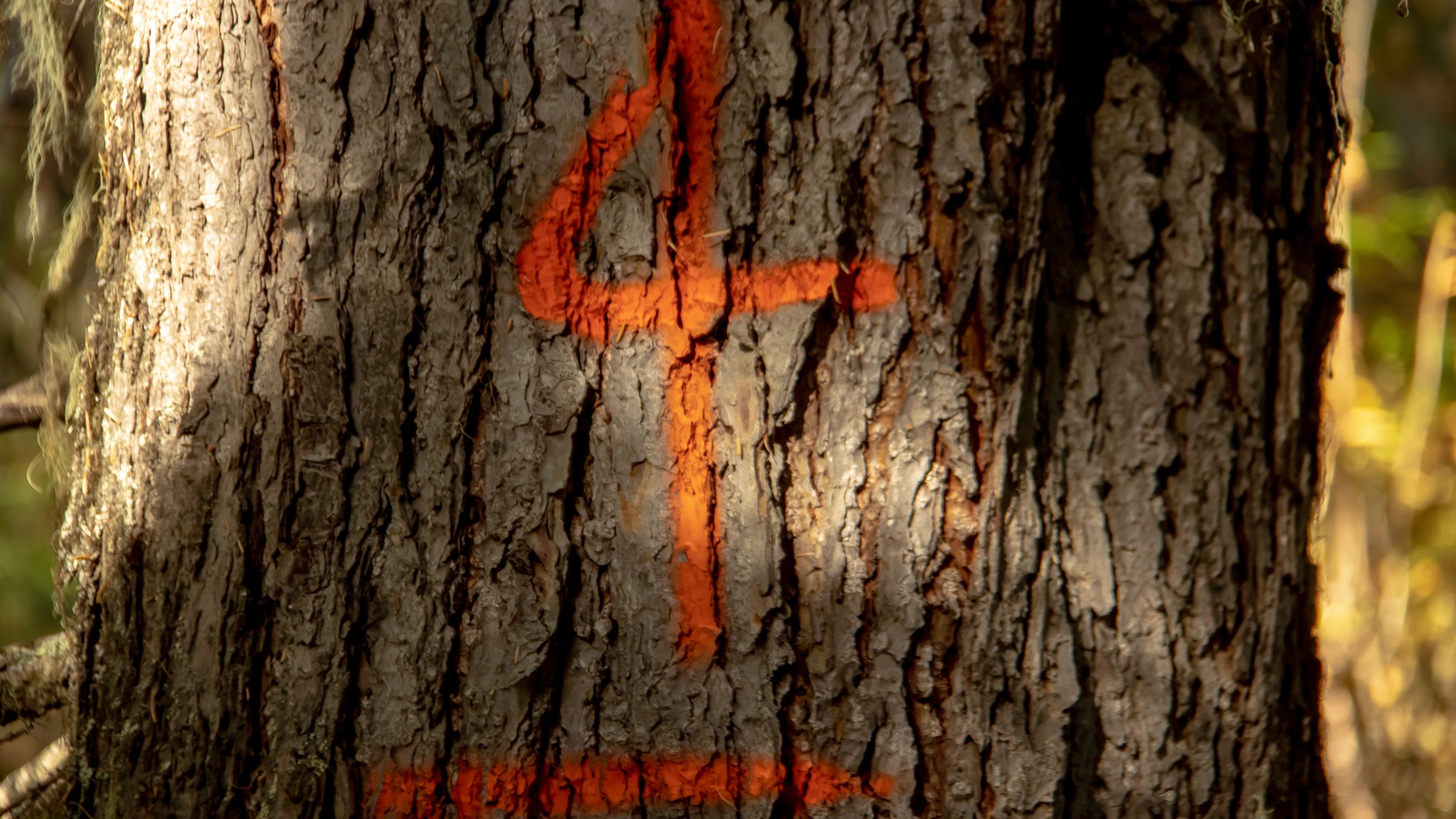 marked tree for cutting
