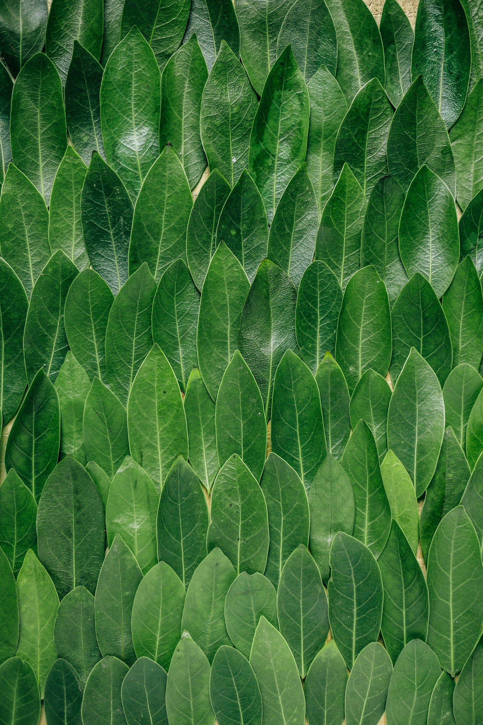 Green leaves background