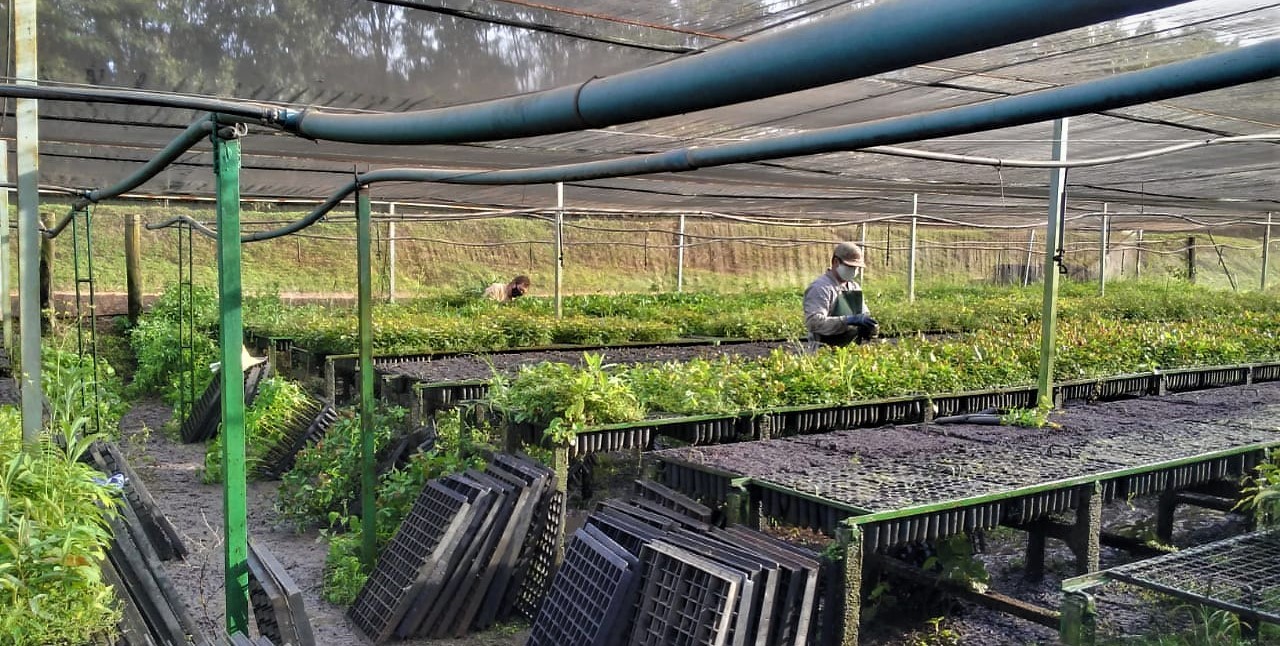 Viveiro coberto com bancadas de mudas e trabalhador ao fundo cuidando das plantas