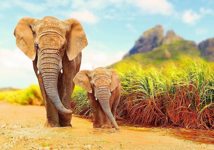 Elephants walking together
