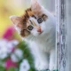 Curious kitty