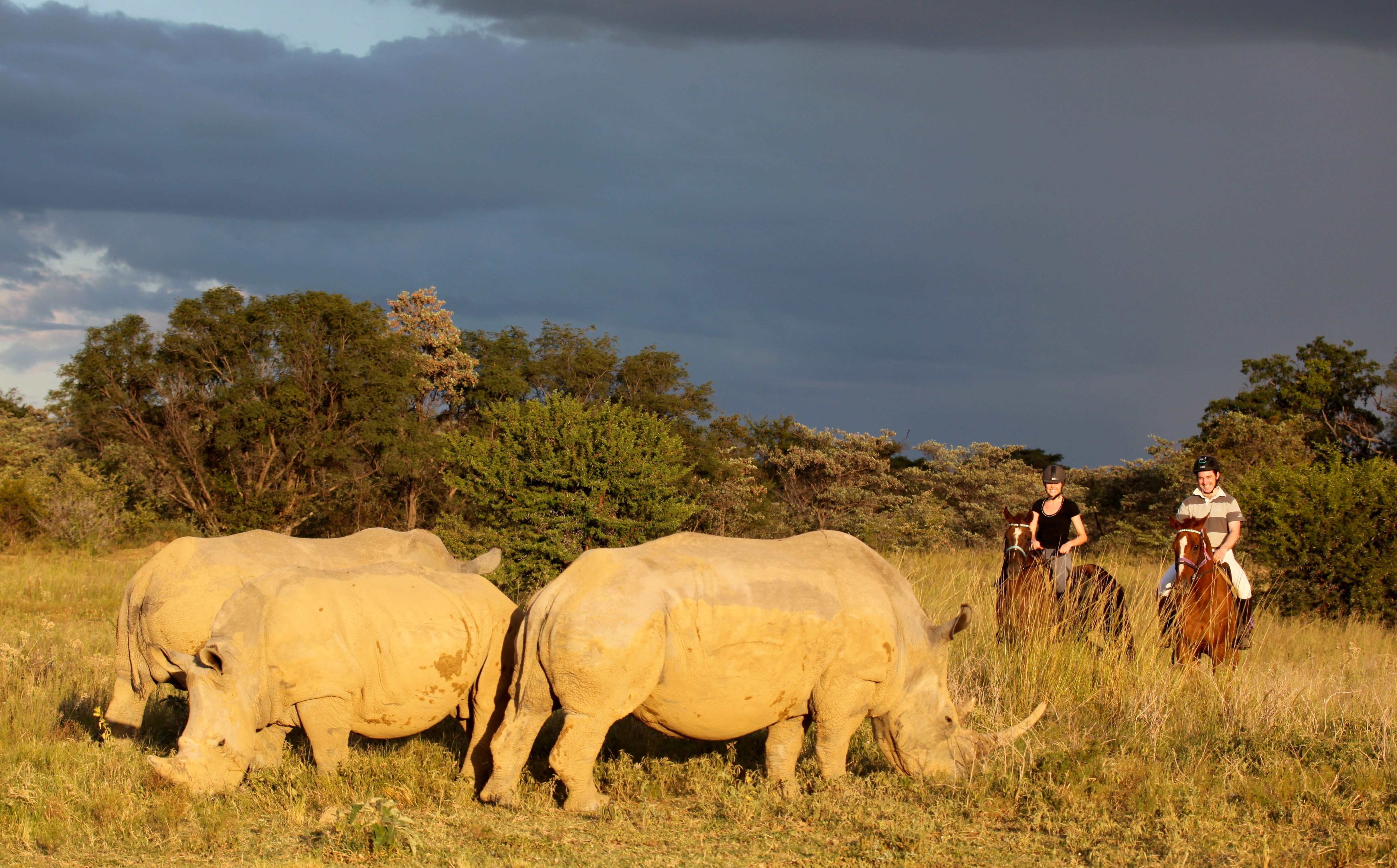 Grupp av ryttare på ridresa i Afrika galopperar över Serengetis vidsträckta slätter medan damm och gnuhjordar rör sig över horisonten under the great migration.