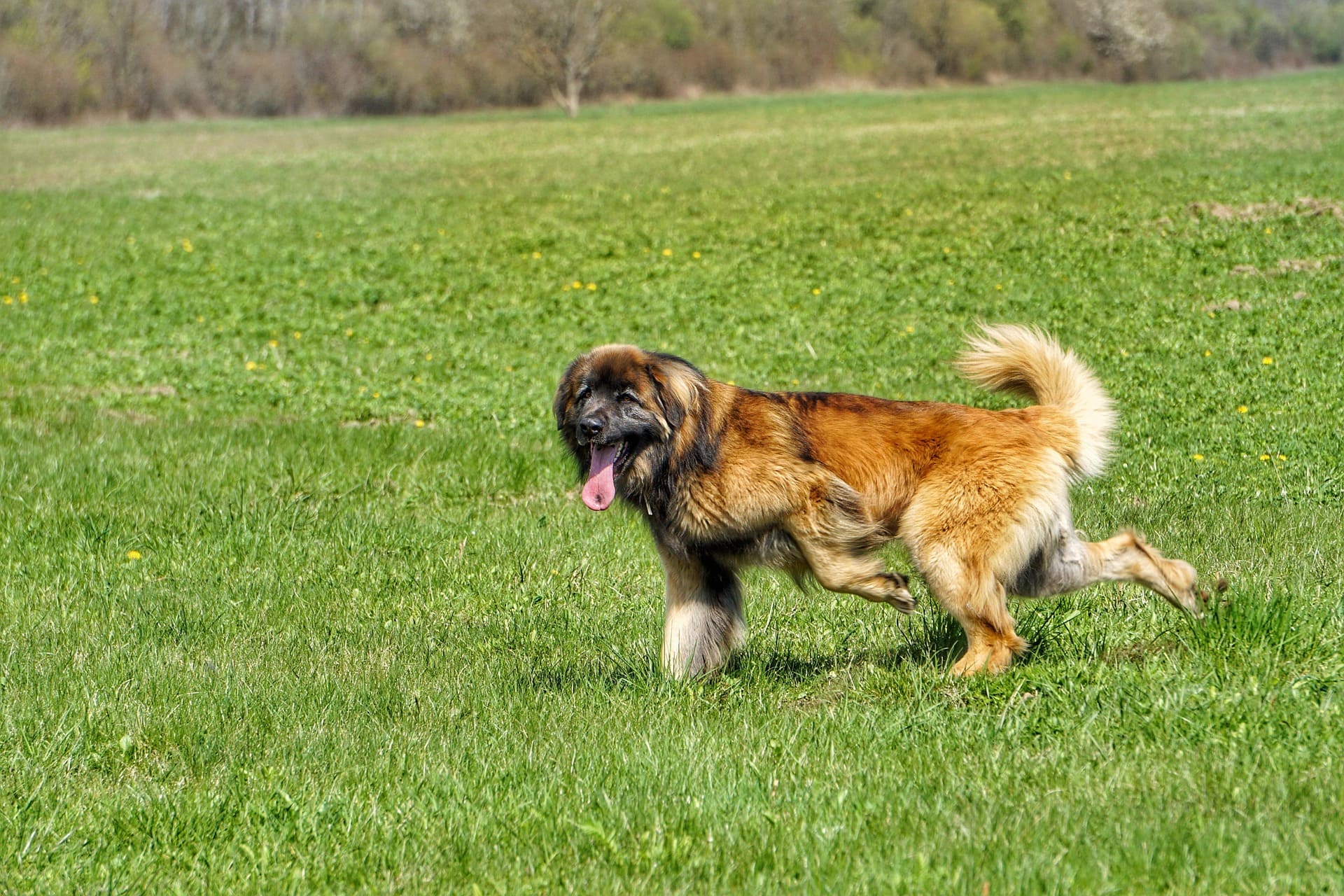 A Leonberger is running on the grass while sticking its tongue out.