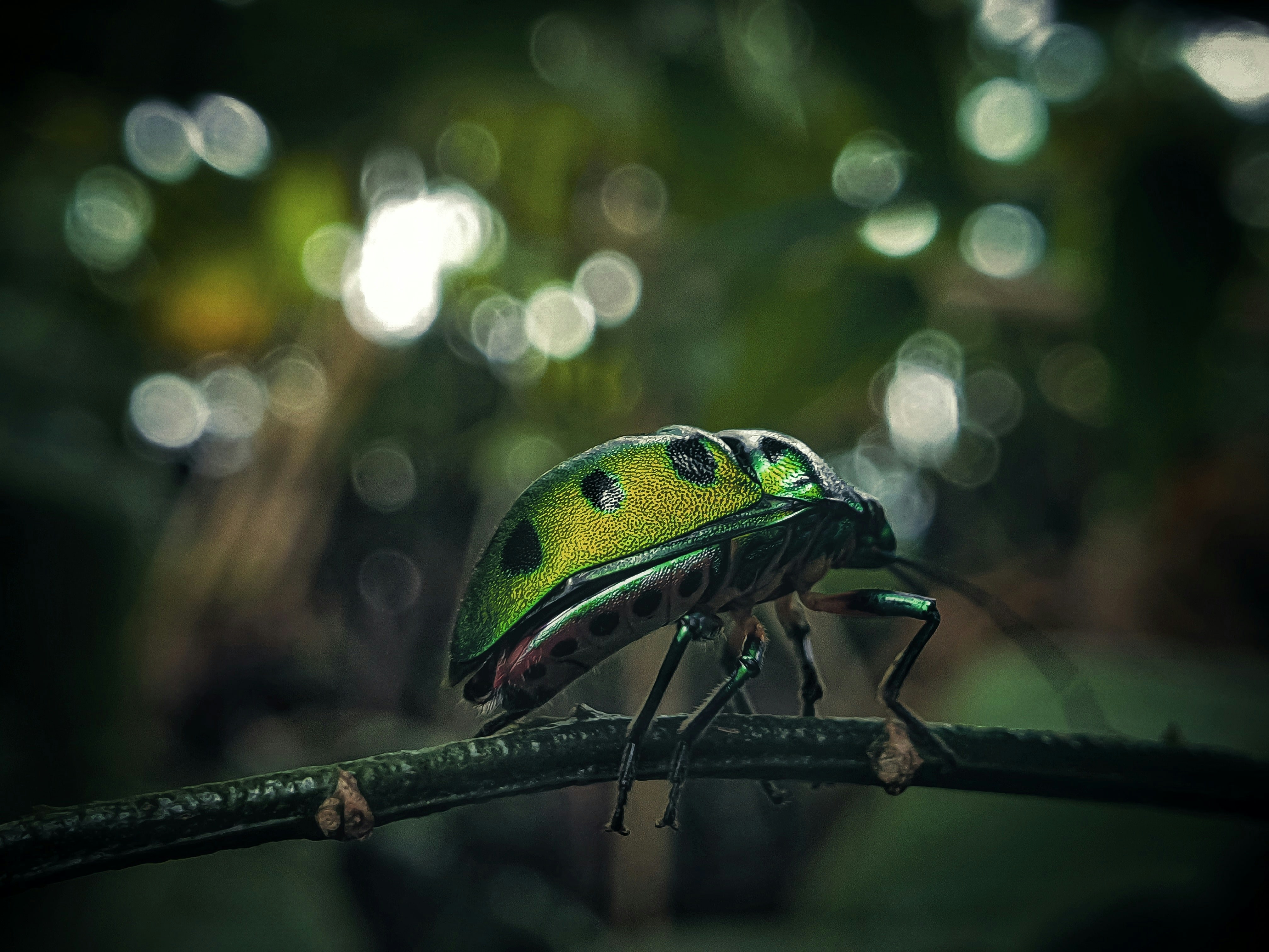 insect
