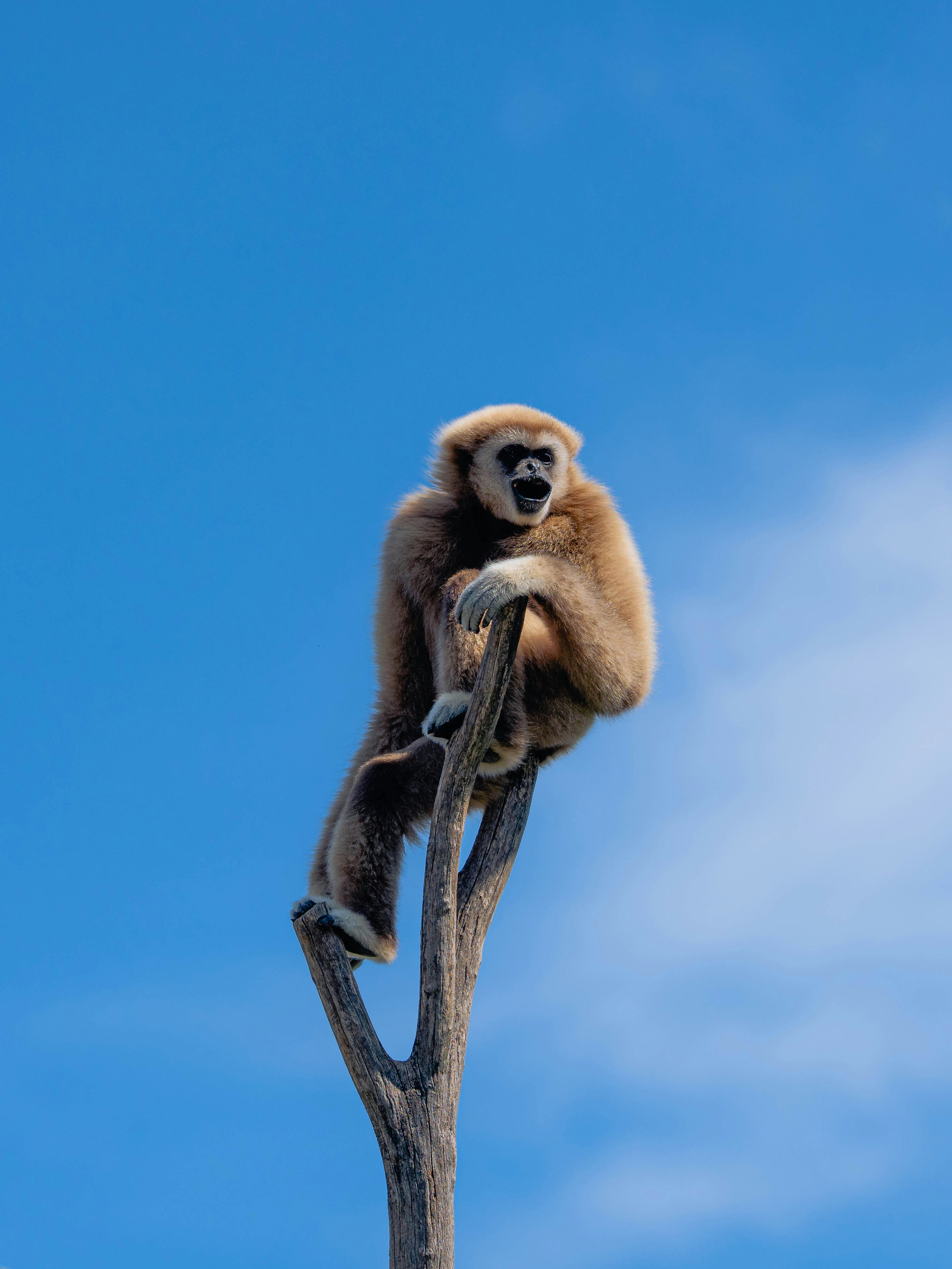 A gibbon sits on a bare tree branch.