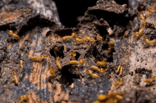 Cupim arboricola em arvore