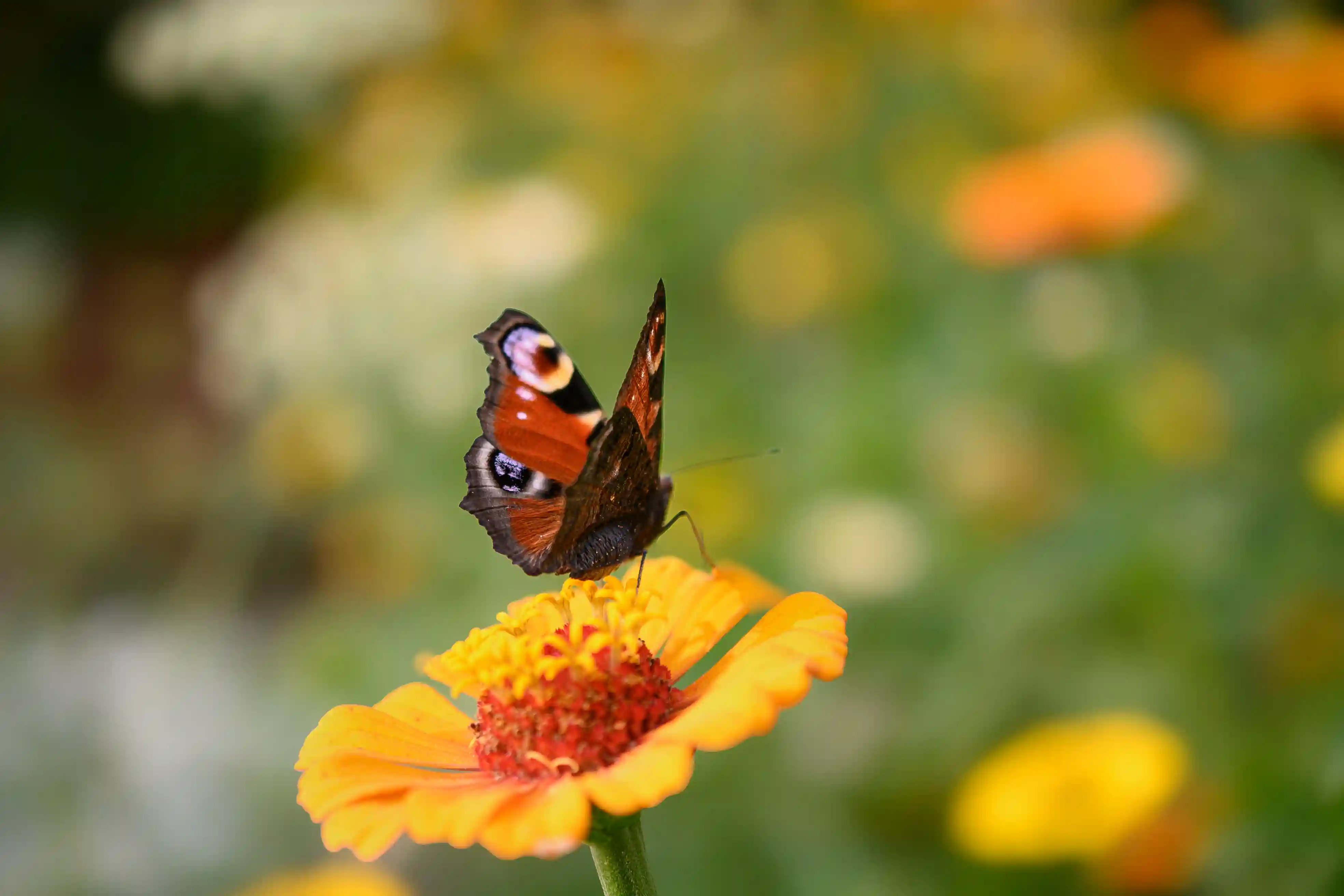 Vlinder in de vlindertuin
