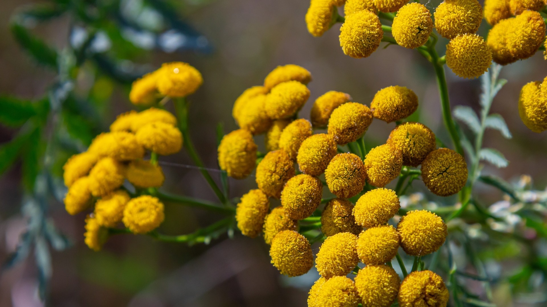 Tansy (Tanacetum vulgare)