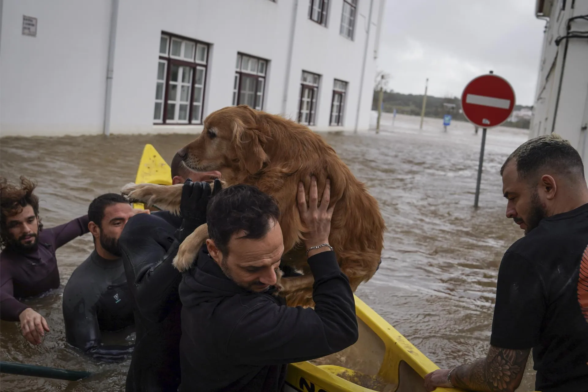 Emergency animal rescues on the ground.