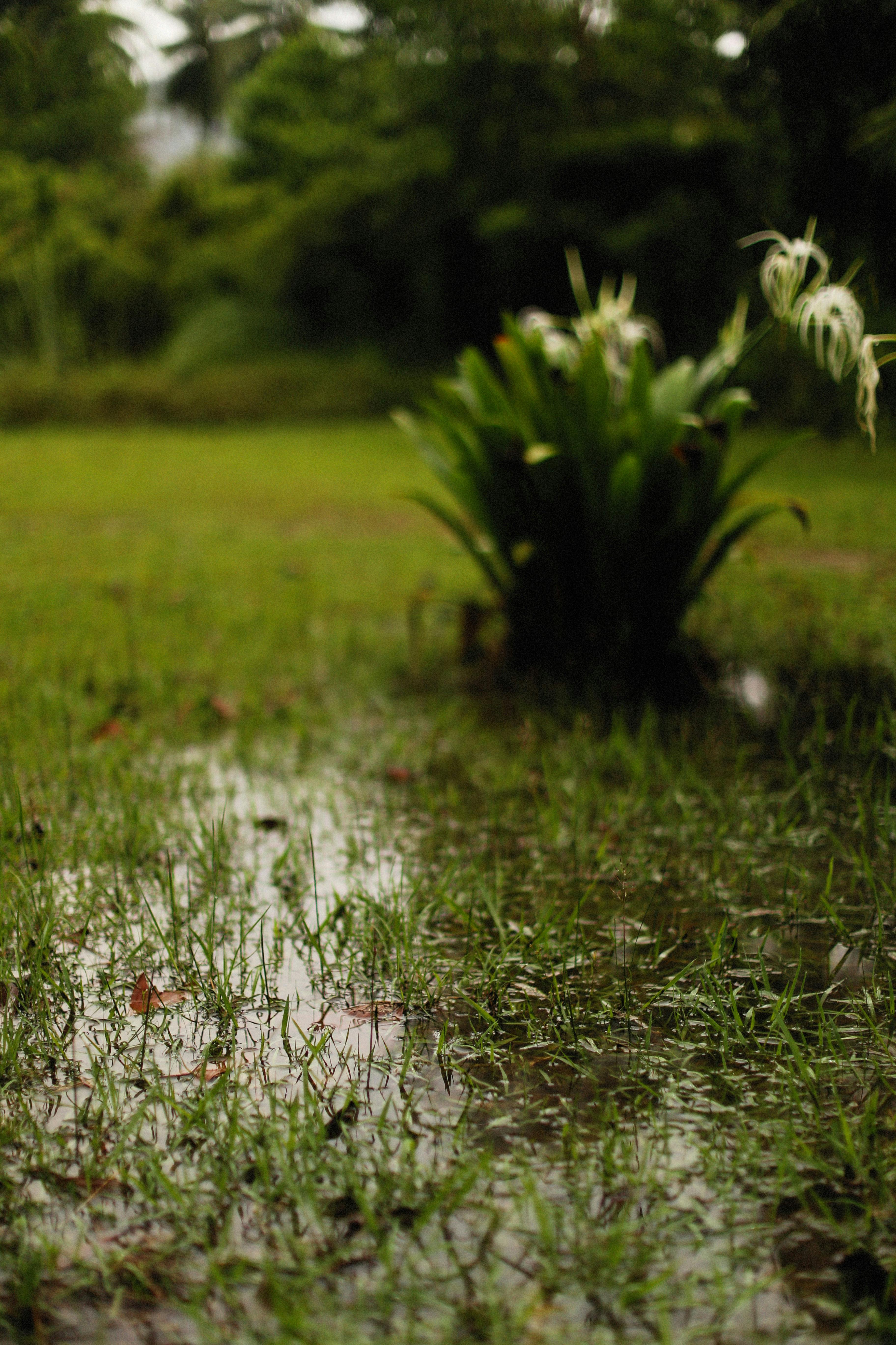 Patch of wet, soggy grass with standing water.