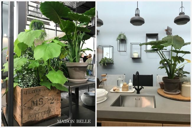 kamerplanten interieurtrend