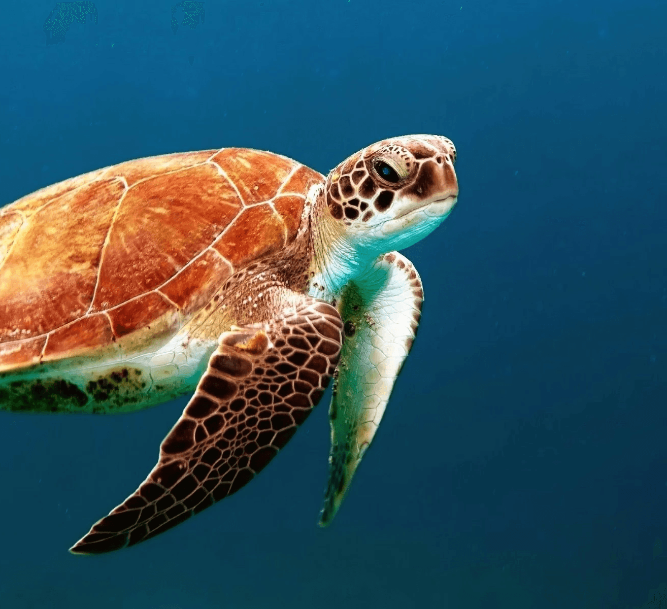 brown turtle swimming underwater
