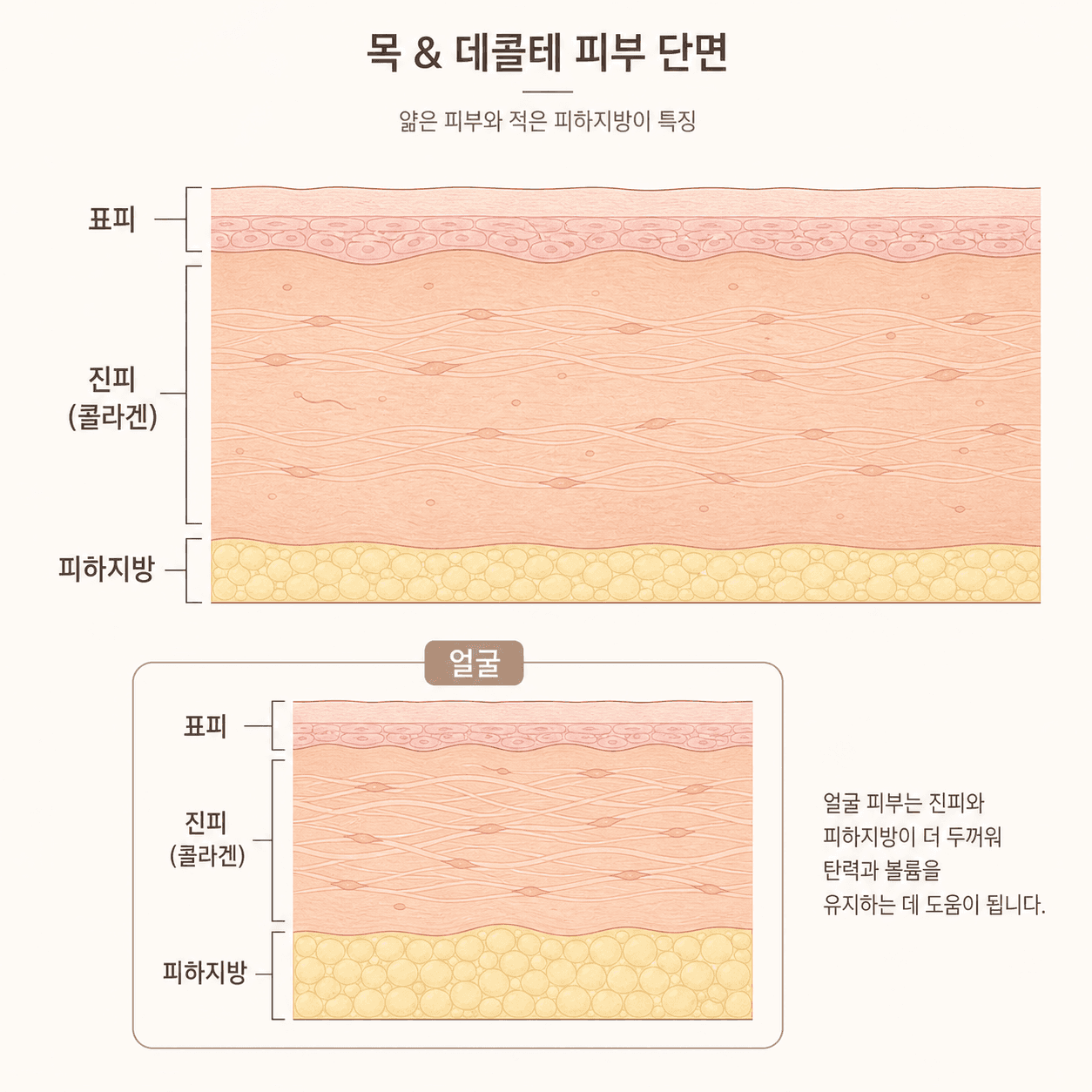 목·데콜테와 얼굴의 피부층 두께 구조 비교