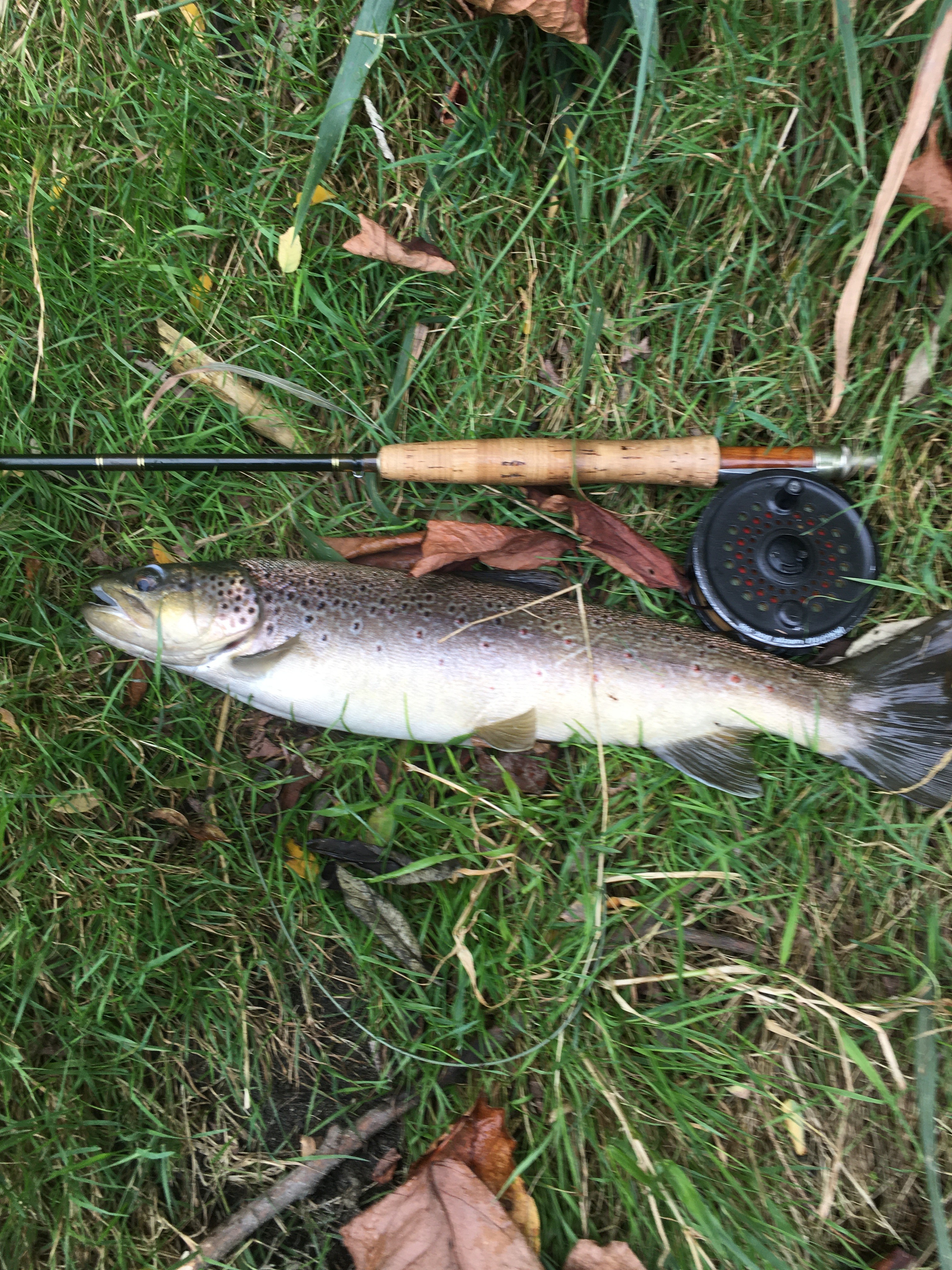 Fishing day with many trouts