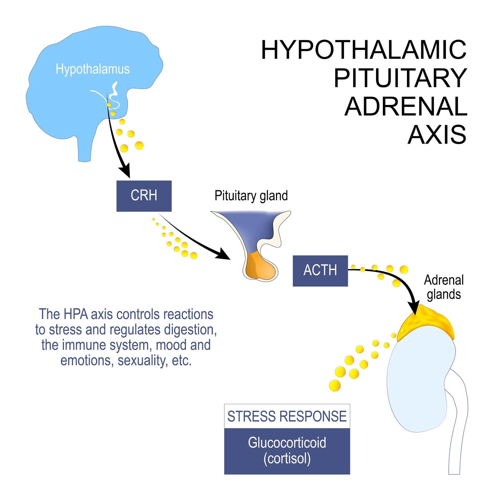 the Hypothalamic-Pituitary-Adrenal (HPA) axis, AI generated