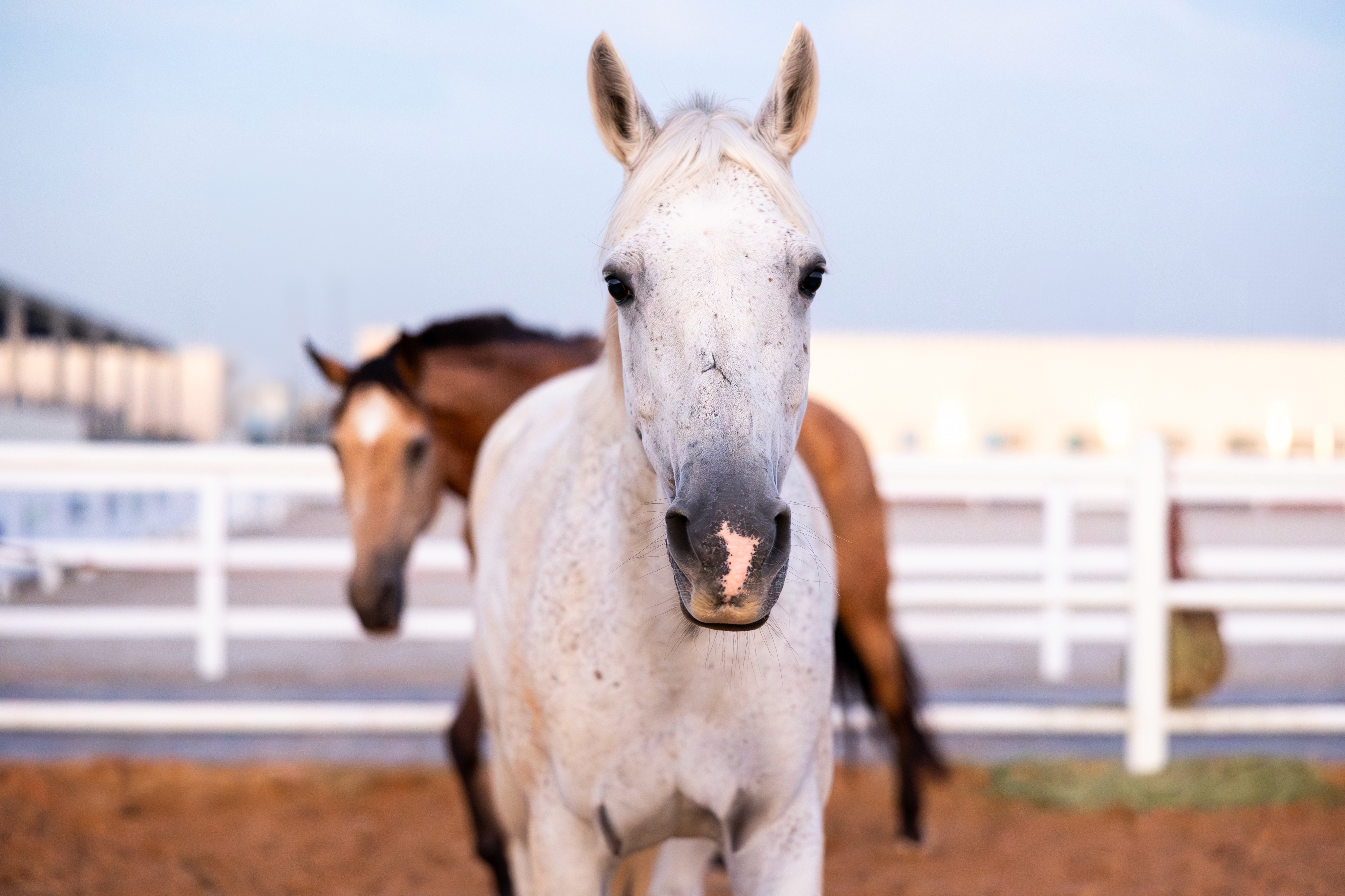 white horse