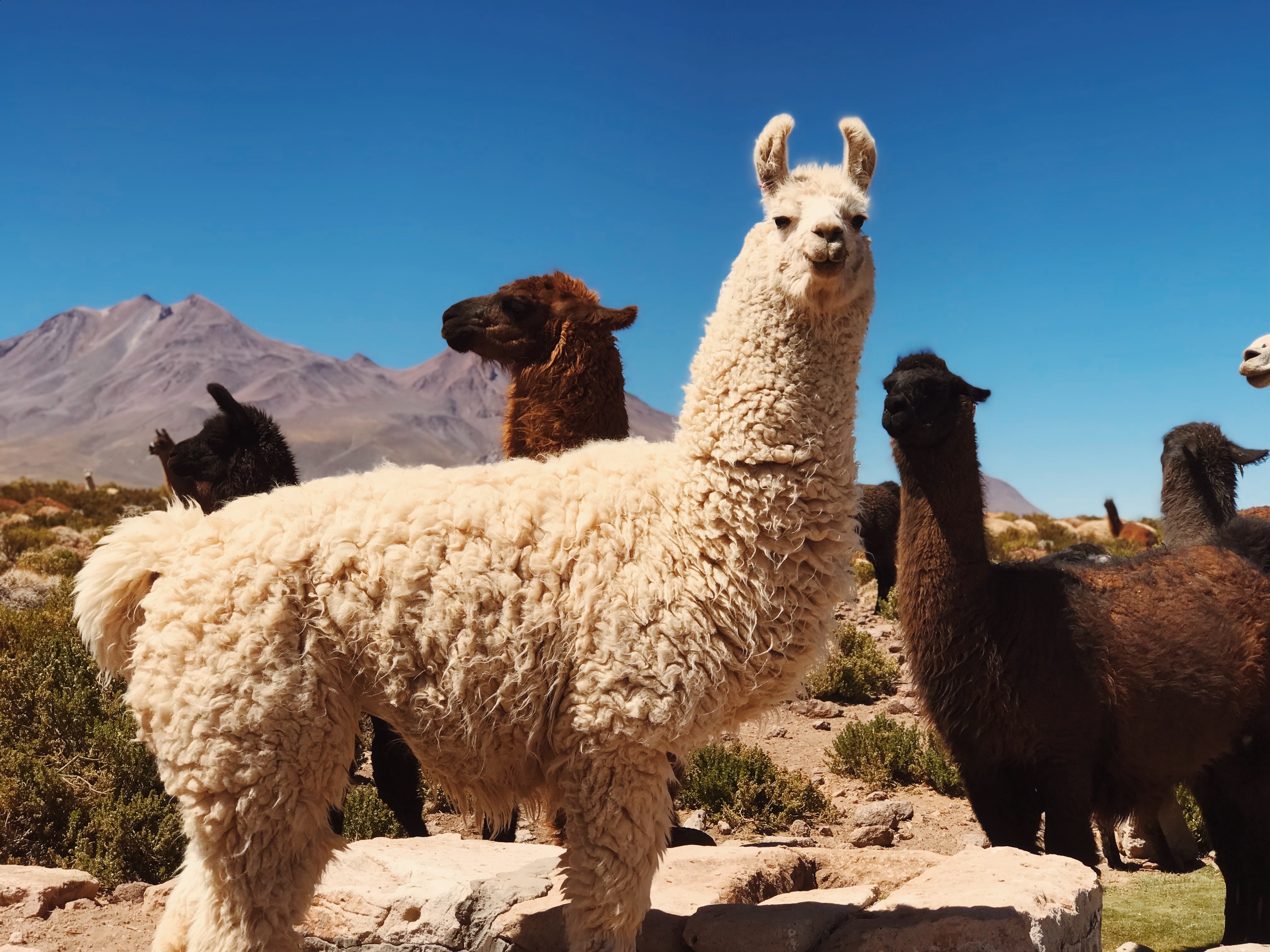 animal running on field