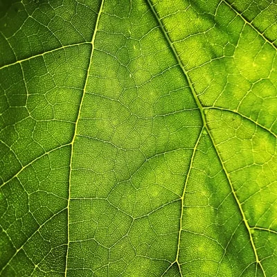 Leaf